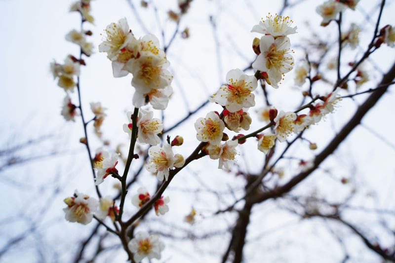 梅の花