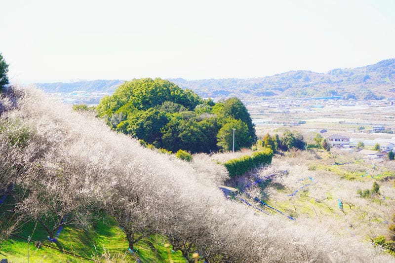 梅の花