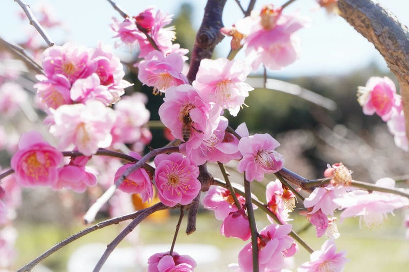 梅の花